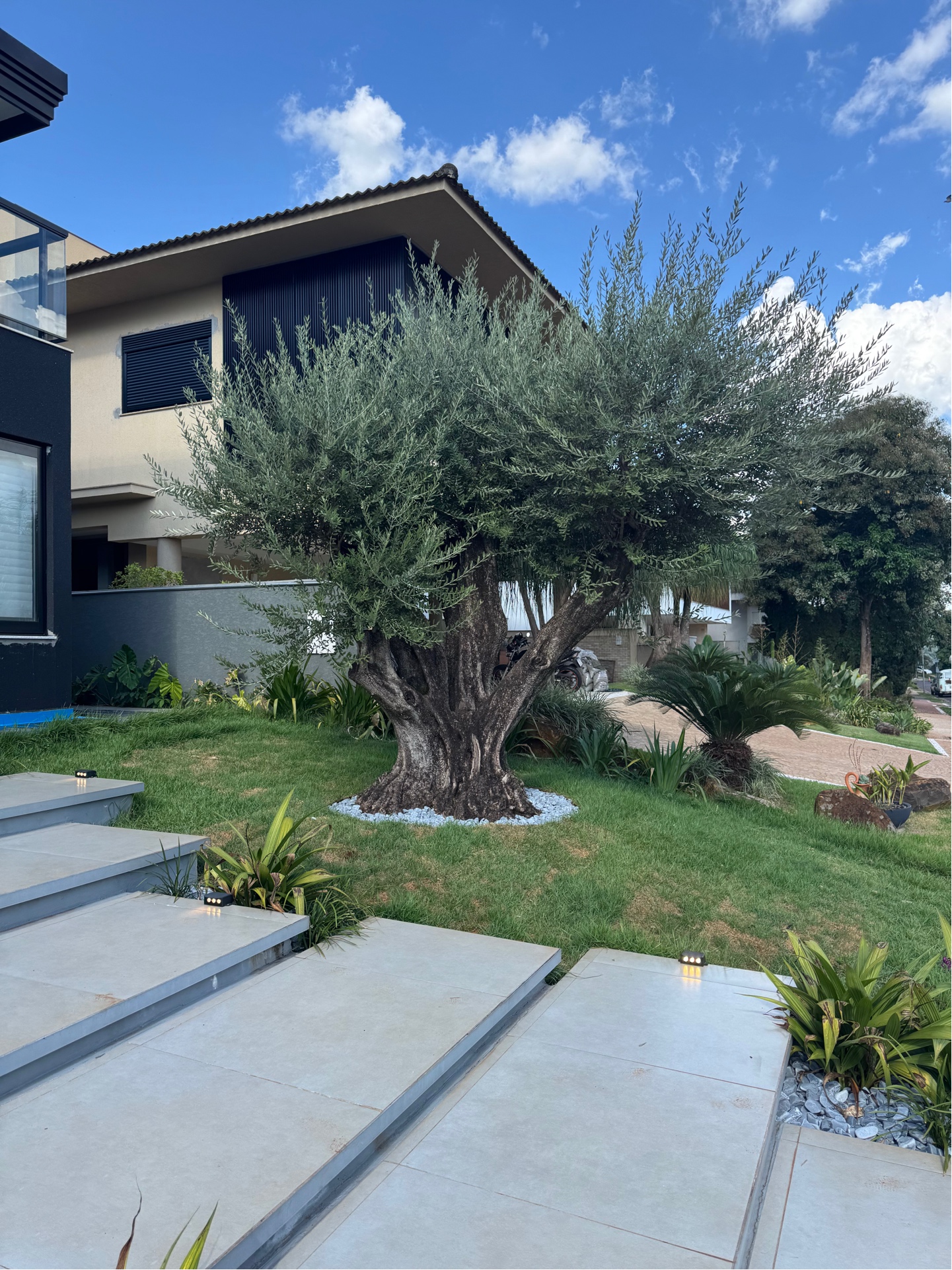Projeto residencial com oliveira adulta plantada em paisagismo