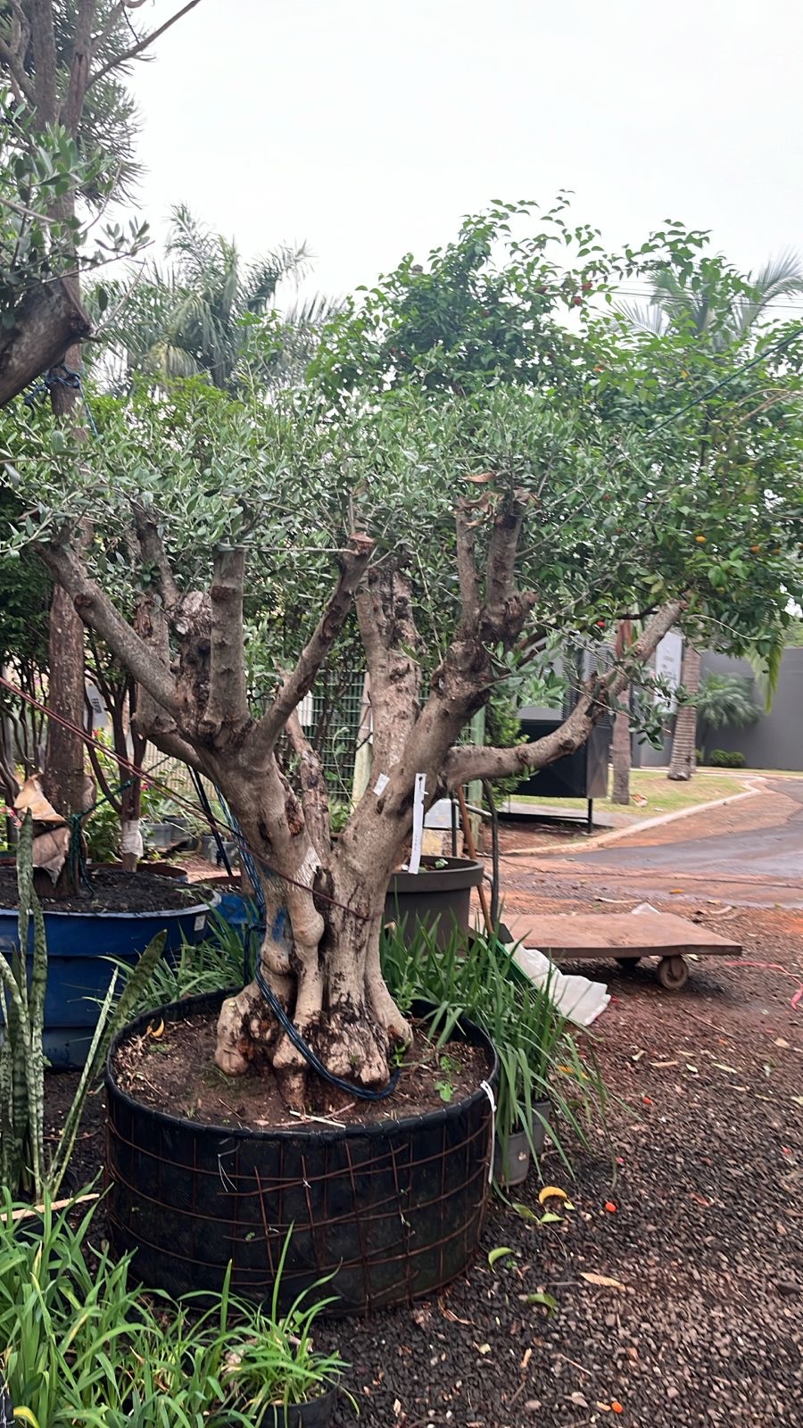 Oliveiras Adultas - 25 a 40 anos - oliveira adulta para paisagismo