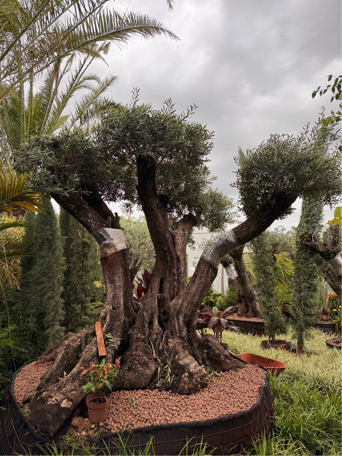 Oliveira centenaria adulta de grande porte para paisagismo